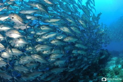 There is no fish around Balicasag by Nadya Kulagina 